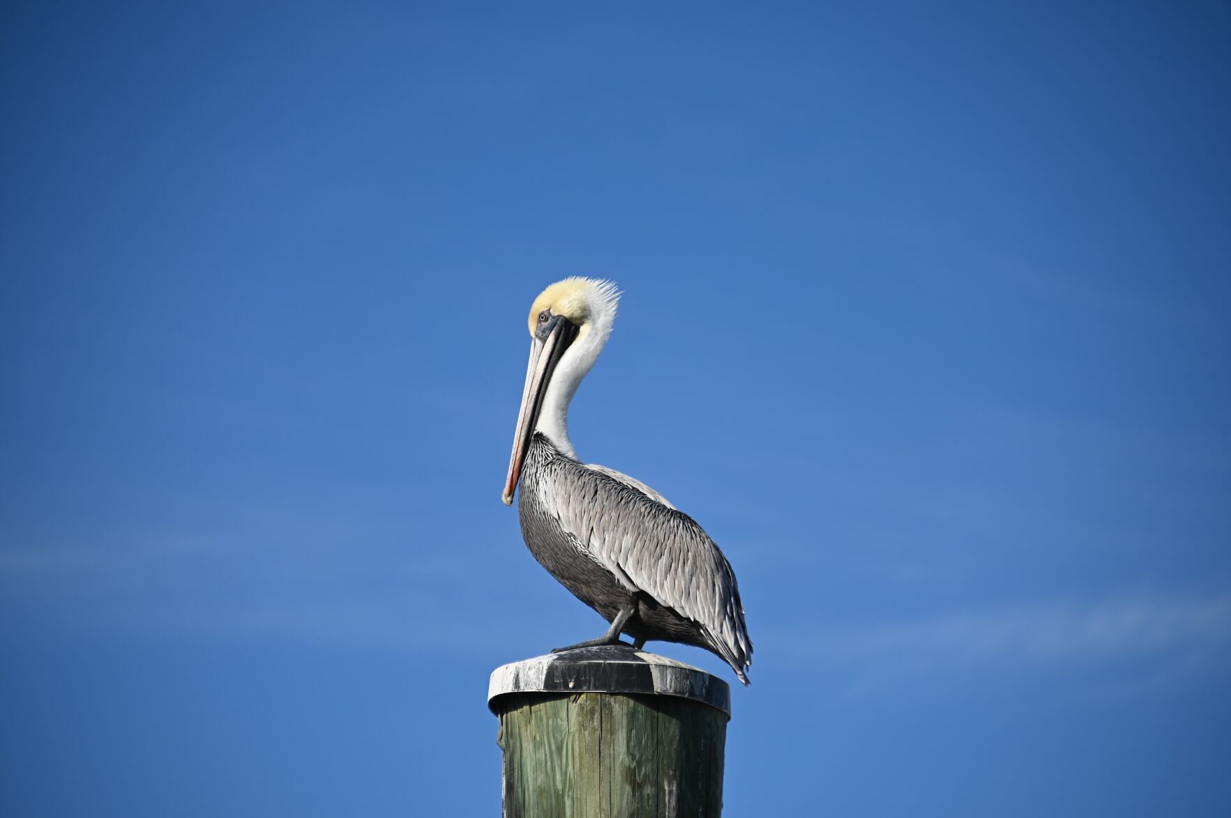 Pelican enjoying the weather at the IOP Marina